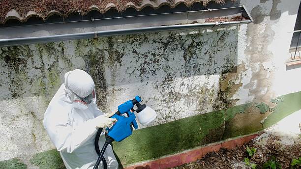 Trusted Attic Mold Removal service in Lebanon Junction, KY - Cheap Mold Removal